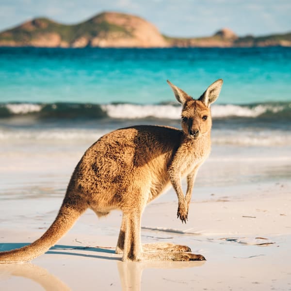 Australian Vanlife: East Coast & Sunkissed Wonders!