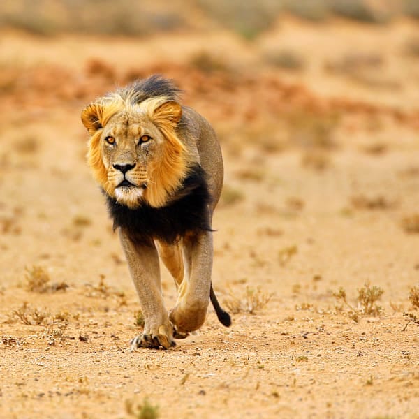 Zuid-Afrika & Eswatini: wildlife glamping & Kruger-safari