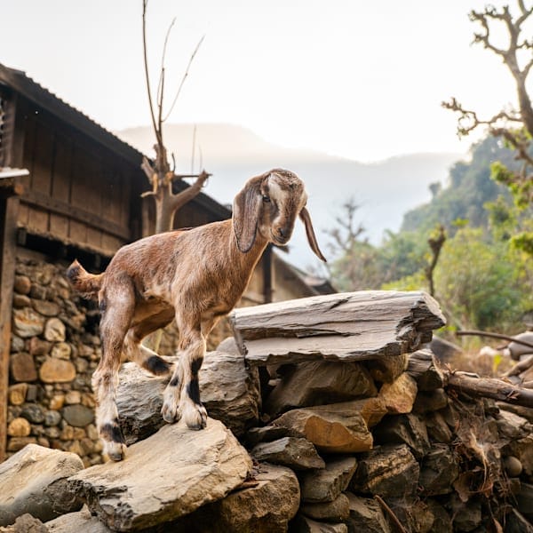 Nepal intens: local living op het dak van de wereld