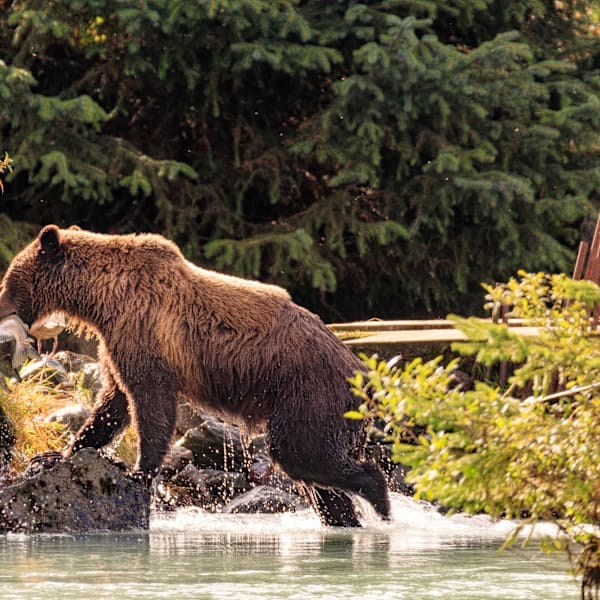 Kanada Roadtrip: Vancouver Island & Rocky Mountains