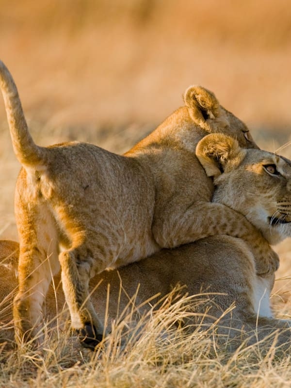 Kenia: Safari & Beachstay