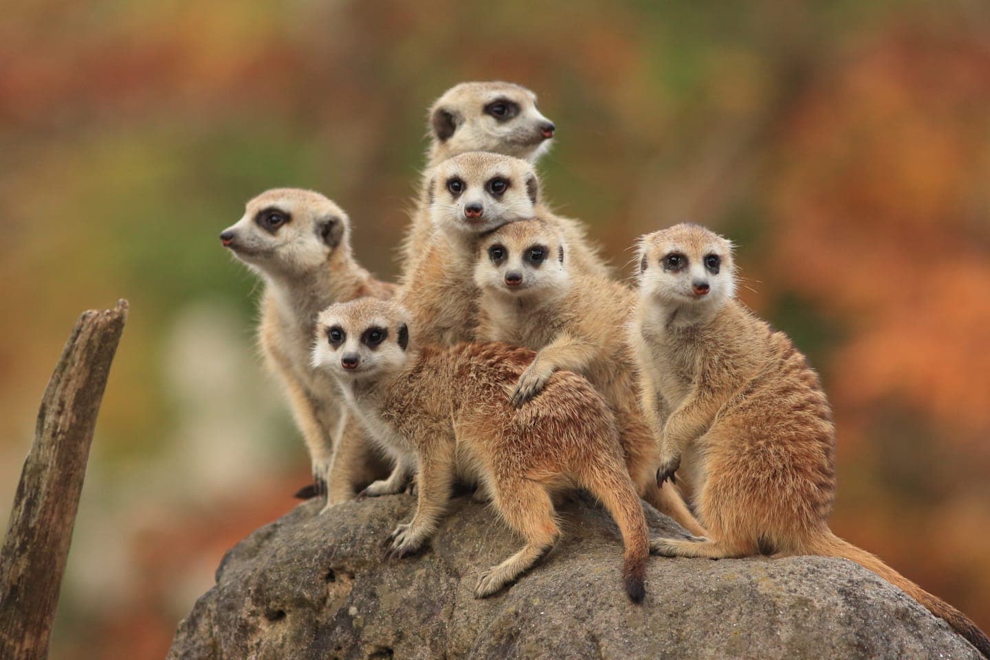 Erdmännchen-Safari thumbnail