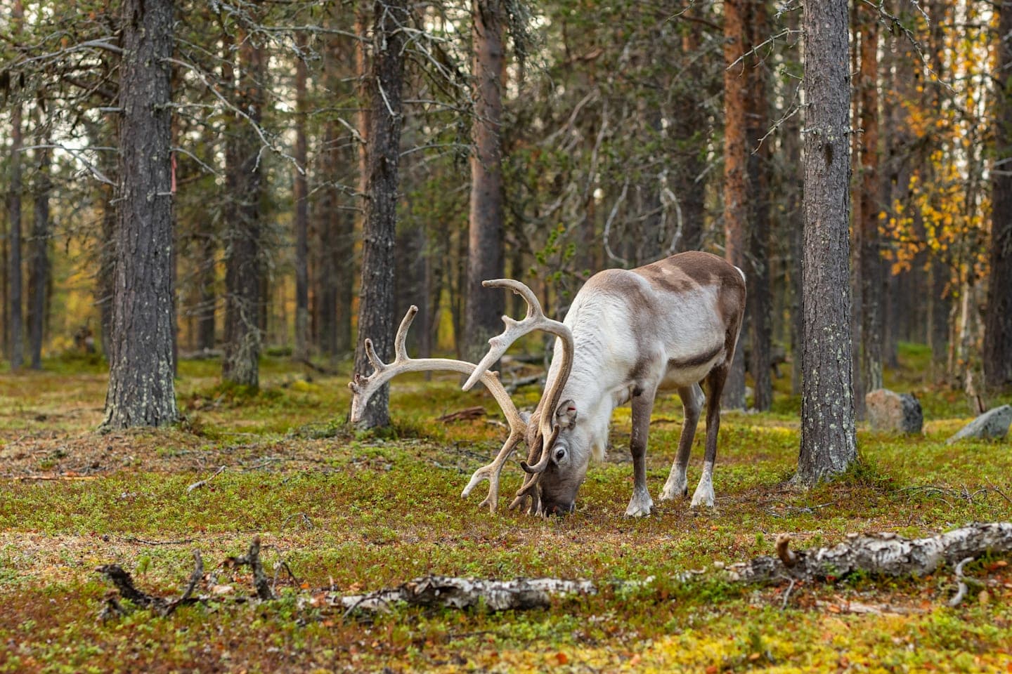 Visit to a reindeer farm thumbnail