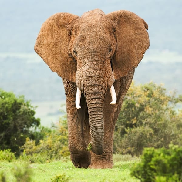 Südafrika & Mauritius: Garden Route zum Inselabenteuer