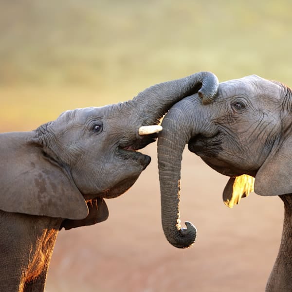 Explore Südafrika: Garden Route Roadtrip & Big Five